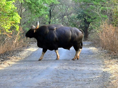 dajipur